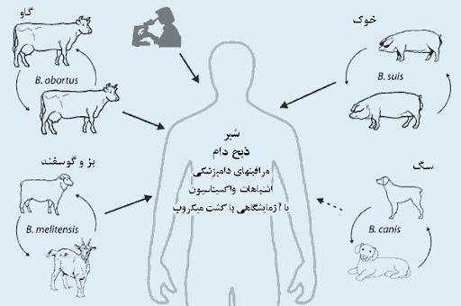 تب مالت - علایم ، پیشگیری و درمان - بیمارستان آراد